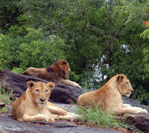company safari kerala